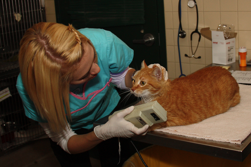 Photo of a veterinarian in turquoise scrubs testing a cat for ringworm